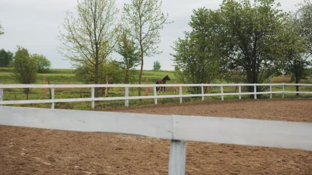 Recinzione di legno nel club di equitazione Un cavallo baia scura sullo sfondo distante - Filmati, video