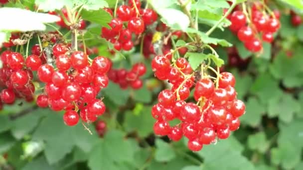 red currant on a branch on a green background - Footage, Video