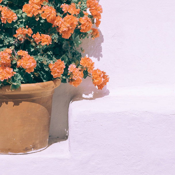 Red flowers in a pot on white wall background. Plant aesthetic minimal. Travel. Canary island - 写真・画像