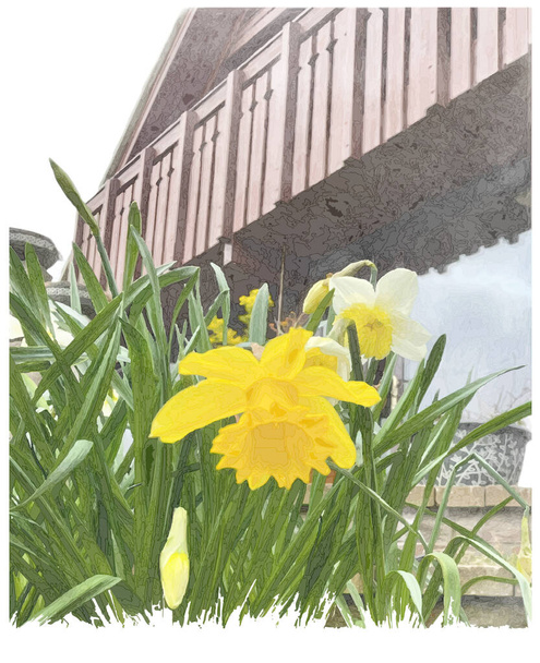 Daffodils λουλούδι μπροστά από τη σύνθεση του σπιτιού  - Διάνυσμα, εικόνα