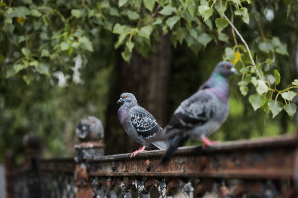 three pigeons are sitting on a fence - a park near a green tree. - Photo, Image