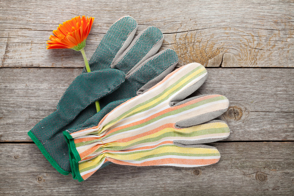 Садовые перчатки и цветок герберы
 - Фото, изображение