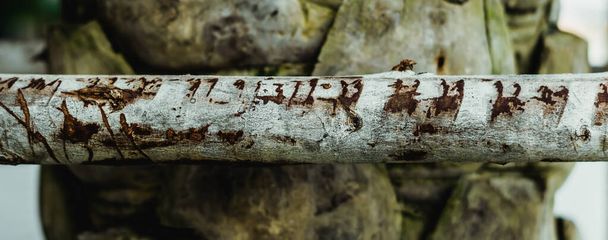 BANNER Thin tree trunk horizontal in center foreground, scratches serifs. Hard wood crack scale line outer layer of Palm bark tissue surface stem. Texture light abstract background. More tone in stock - Фото, изображение