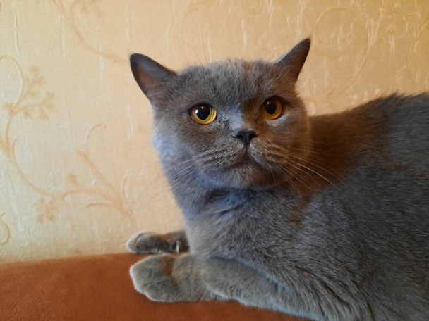 Britische Grauhaare sind der Legende nach die Nachfahren der Cheshire-Katze. Porträt einer grauen Katze mit bernsteinfarbenen Augen. - Foto, Bild