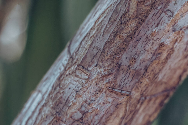 Close-up shot thin tree trunk, surface stem. Wood outer bark. Copy space. Beauty nature lines. Texture light brown gray colour abstract design background. Collection in stock - Foto, afbeelding