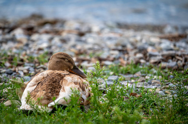 Una pala hembra durmiendo en la hierba junto al lago. Pala norte. Anas clypeata. Lausana, Suiza. Belleza en la naturaleza. - Foto, imagen