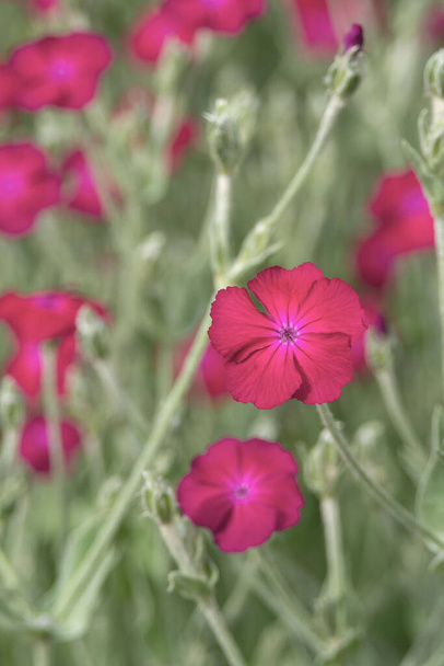 庭の花壇に美しい赤のアトロサンギニアの花。観賞用園芸用植物コロナリアコリアセア. - 写真・画像