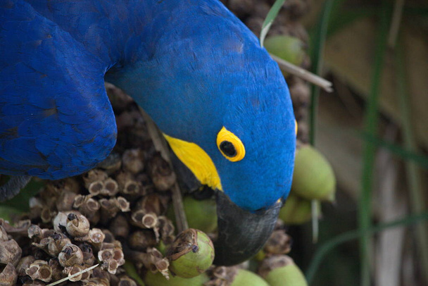 Nahaufnahme Porträt eines blauen Hyazinthen-Aras (Anodorhynchus hyacinthinus), der Früchte isst Transpantaneira, Pantanal, Brasilien. - Foto, Bild