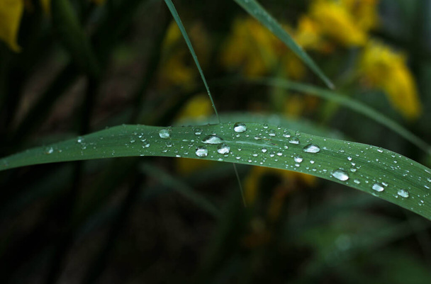 Hojas verdes grandes cubiertas con heces de agua, después de la lluvia, sobre un fondo verde borroso de la naturaleza  - Foto, Imagen