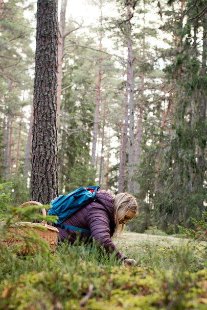 Açık havada giyinmiş bir kadın yosun ve çimenlerde oturup yenilebilir mantarları topluyor ve onları mantar sepetine koyuyor. İsveç 'te ormanda çekilen görüntüler.  - Fotoğraf, Görsel