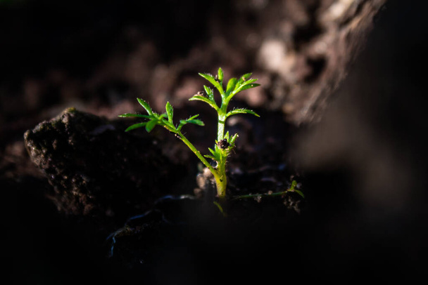 Detail of a small plant growing on a dead tree trunk with sunlight falling directly on it on a low saturated background. Mention of spring, flowering and colored backgrounds. - Photo, Image