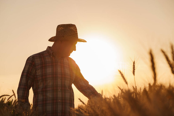 Viljelijä tarkastaa vehnän sadon. Käsite runsas sato maatalousalalla - Valokuva, kuva