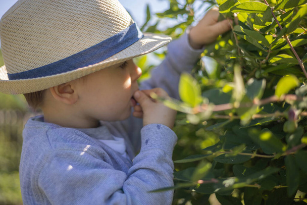 Little boy in stylish straw hat picks honeysuckle berry - Foto, immagini