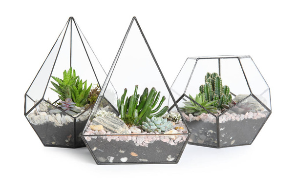 Glass florarium vases with succulents on white background - Photo, Image
