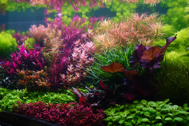 Kleurrijke waterplanten in aquarium tank met natuur en Nederlandse aquascaping lay-out - Foto, afbeelding