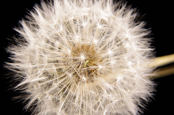 タンポポの種子マクロを持つタンポポの花のパップス黒の背景に隔離されたクローズアップ - 写真・画像