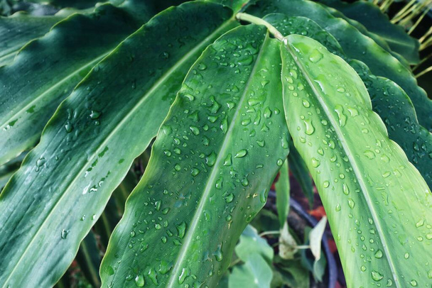 Belle de feuilles tropicales vertes plante et fond ou texture de goutte d'eau - Photo, image