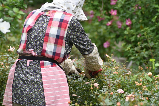 Paysage de rose travail de soins dans le jardin botanique. - Photo, image