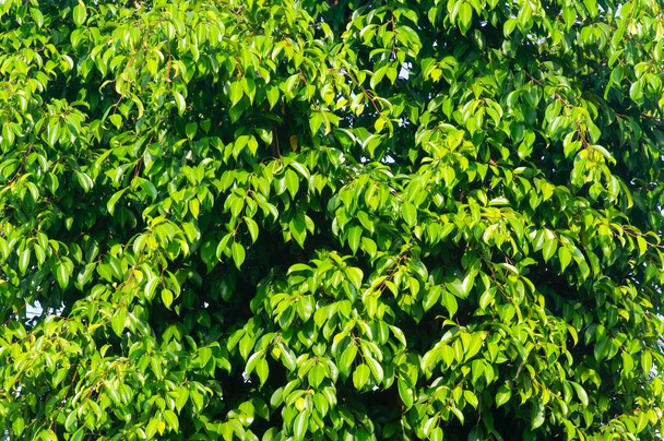 Beringin (Ficus benjamina) deja textura para fondo natural y papel pintado - Foto, imagen
