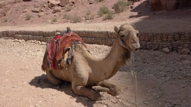 Un chameau se trouve sur le sable dans la vieille ville de Petra. Jordanie. - Séquence, vidéo