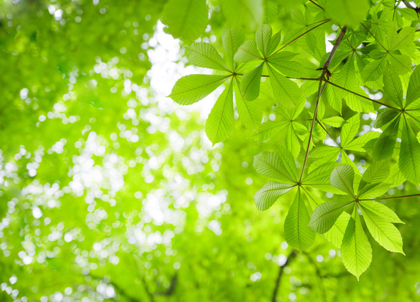 зелене листя каштановий
 - Фото, зображення