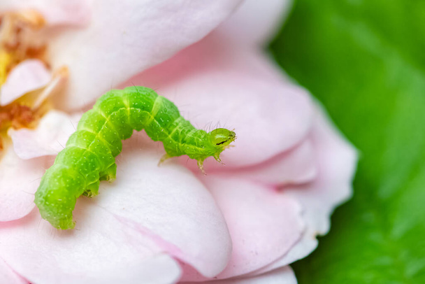 A green caterpillar on rose petals, colorful insect in the garden - Photo, Image