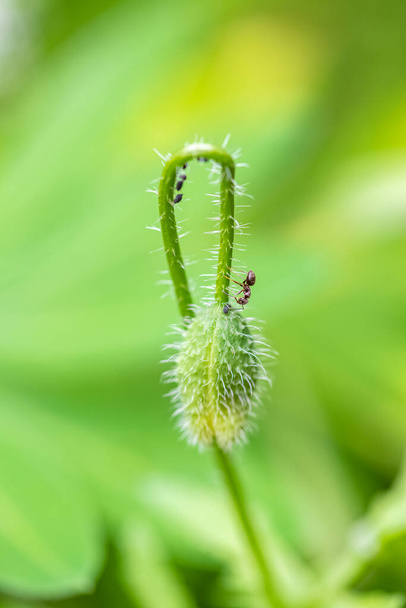 ένα μυρμήγκι που καλλιεργεί αφίδες σε ένα μπουμπούκι παπαρούνας - Φωτογραφία, εικόνα