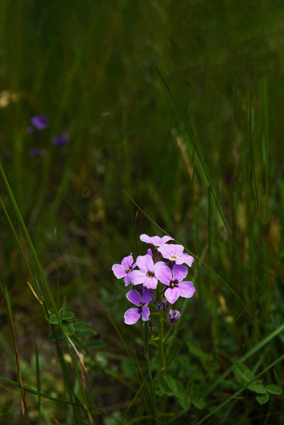 Púrpura montaña Hesperis matronalis flor o damasco violeta.. En fondo de hierba borrosa. - Foto, Imagen