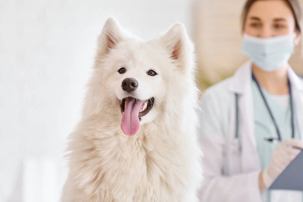 Cute Samoyed dog in clinic - Foto, Imagem