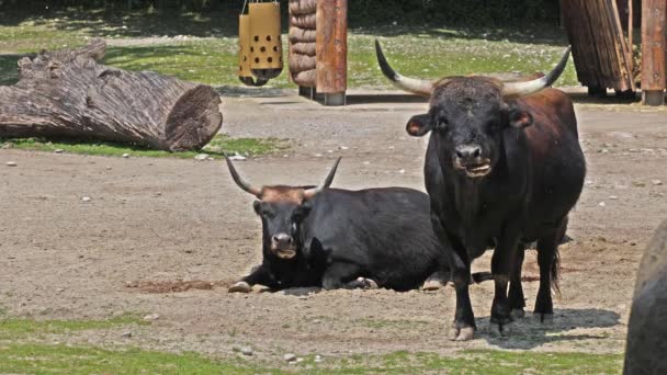 El bovino de Heck, Bos primigenius taurus, afirmó parecerse a los auroquios extintos. Ganado doméstico de montaña visto en un parque alemán - Metraje, vídeo