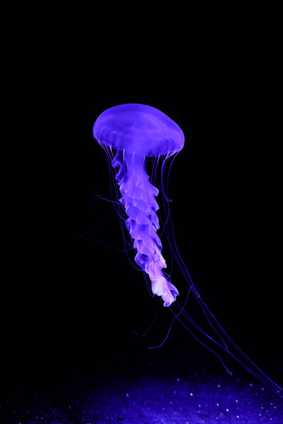 Пурпурная медуза на тёмном фоне. - Фото, изображение