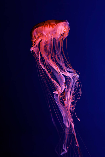 Medusa rosa brilhante em um fundo azul escuro. - Foto, Imagem