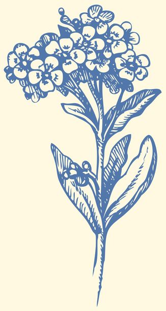 Vector drawing. Sprig of Forget-me-not - Vector, Image