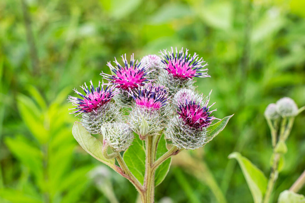 Green leaves and purple flowers of a wild greater burdock (Arctium lappa) in summer in the meadow. - Photo, Image