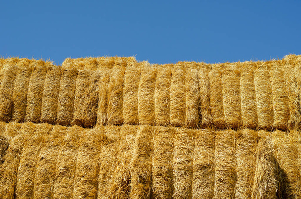 Rectangular bales of dry hay against the blue sky. Storage of dry herbs for feeding cows and other animals. Yellow straw in rectangular bales. - Photo, Image