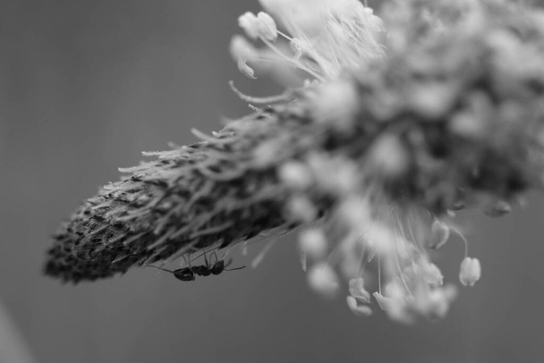 fourmi de forêt rampant sur une fleur d'un plantain dans une photo en noir et blanc - Photo, image