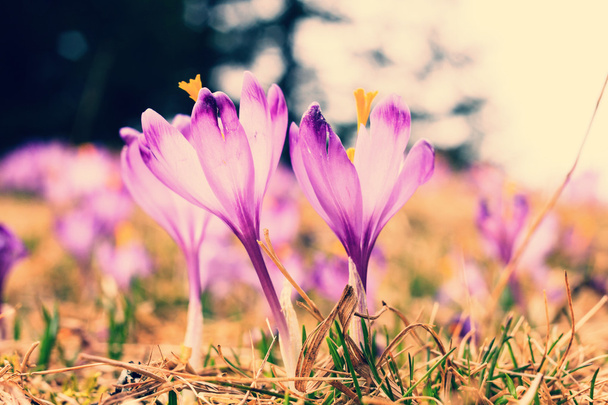 vintage blooming violet crocuses, spring flower - Photo, Image