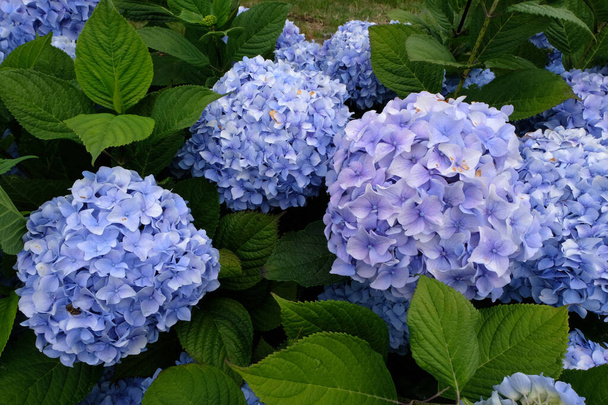 Hortensia azul en verano de cerca - Foto, imagen