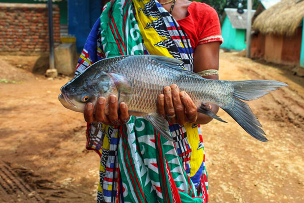 Iso intialainen catla carp kala kädessä naisten kalanviljelijä itse auttaa ryhmä naiset viljelevät kalaa Intiassa - Valokuva, kuva