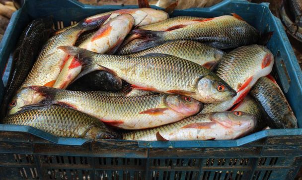 čerstvě sklizené maso kaprů ryby v plastových bednách koše ryby balení v koších pro přepravu - Fotografie, Obrázek