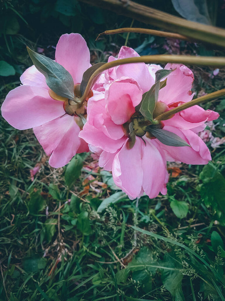 Peonies in flowerbed, Pink Summer flowers  - Фото, изображение