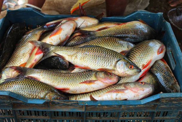 Plastik sandık içinde taze toplanmış rohu sazan balığı sepetlerde nakledilmek üzere paketlenmiş balık. - Fotoğraf, Görsel