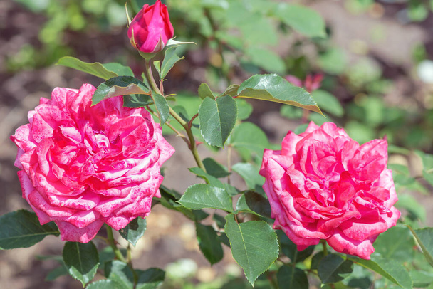 Hybridní čajová růže "Ženské štěstí" - květiny teplé, jemné růžové barvy, ne příliš dvojí, s tmavší spodní stranou okvětních lístků.  - Fotografie, Obrázek