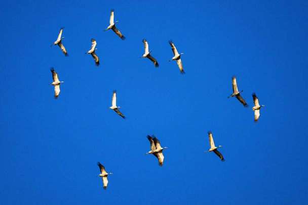 一般的なクレーン、グラスはモンフラグ国立公園のサルト・デル・ジターノの周りを飛んでいます。カセレス,エストレマドゥーラ州,スペイン. - 写真・画像
