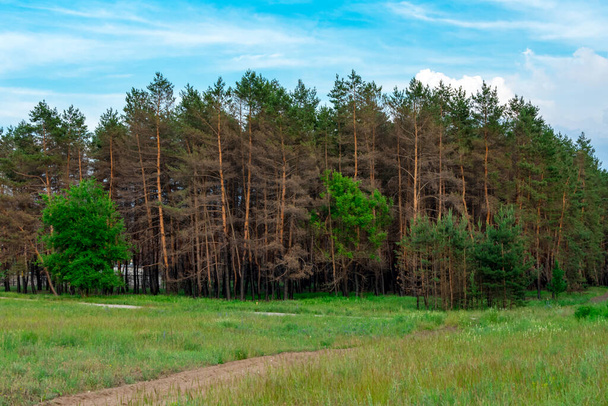 Burnt trees of the coniferous forest against the background of a green glade. Coniferous trees burned down during a fire against a background of green grass. The problem of forest fires. Place for an - Photo, Image