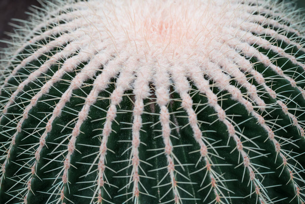 Close-up van de stekels van verschillende cactussen in een botanische tuin. - Foto, afbeelding