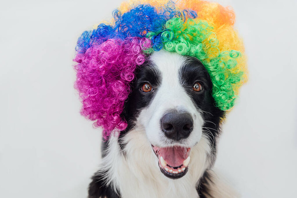 Χαριτωμένο κουτάβι με αστείο πρόσωπο συνόρων Collie φορώντας πολύχρωμο σγουρά περούκα κλόουν απομονώνονται σε λευκό φόντο. Αστείο πορτρέτο σκύλου με στολή κλόουν στο καρναβάλι ή αποκριάτικο πάρτι. Σκύλος συντροφιάς στο τσίρκο - Φωτογραφία, εικόνα
