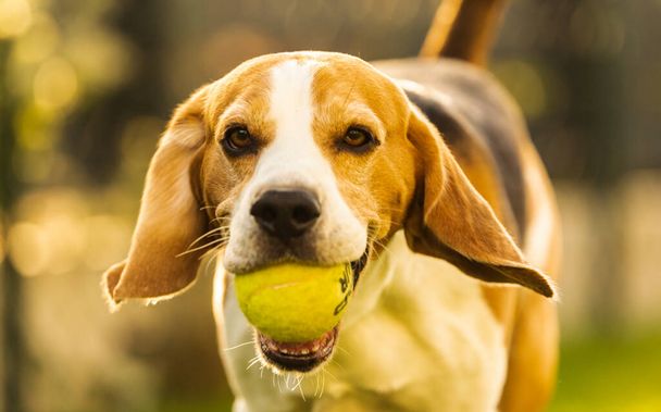 Beagle dog fun in garden outdoors run and jump with ball - Fotó, kép