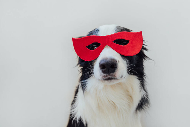 Funny portrait of cute dog border collie in superhero costume isolated on white background. Puppy wearing red super hero mask in carnival or halloween. Justice help strenght concept - Fotoğraf, Görsel