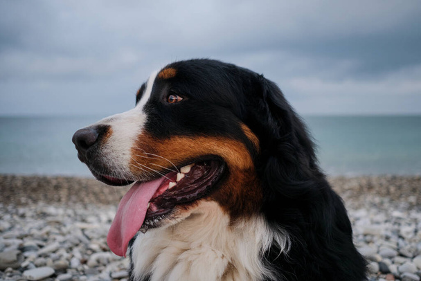 Encantador Bernese Mountain Dog pasa las vacaciones por mar, cerca de retrato. Perro de vacaciones mira cuidadosamente con placer sobresaliendo de su lengua. Retrato de perro de montaña esponjoso. - Foto, Imagen